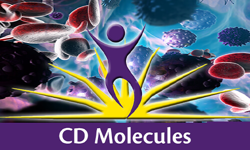 CD molecules (ligands)