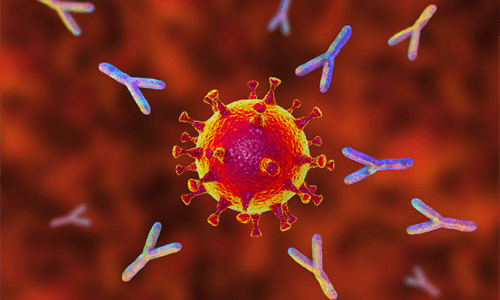 Coronavirus 抗体