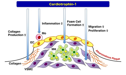 心肌营养素-1信号通路