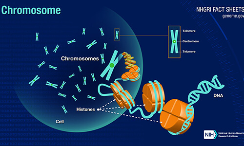 染色体结构