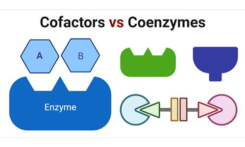Coenzymes