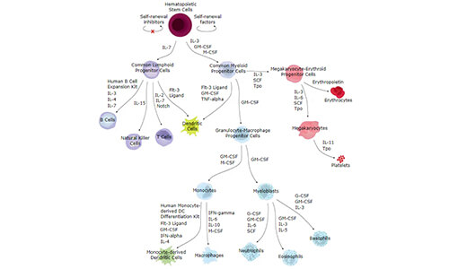 造血干细胞分化通路及谱系特异性标志物