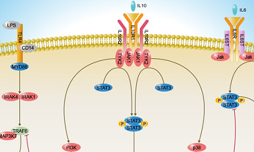IL-10细胞因子家族信号通路