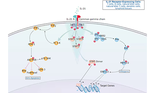 IL-21信号通路及其在不同免疫细胞类型中的初步生物学效应