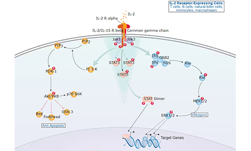  IL-2信号通路及其在不同免疫细胞类型中的初步生物学效应