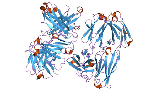 Immunoglobulin proteins
