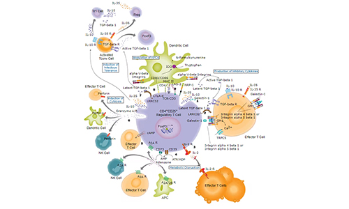 调节性T细胞介导的抑制机制