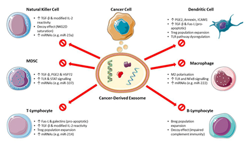 肿瘤来源的外泌体TEX介导的免疫抑制机制