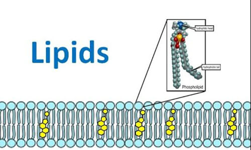 Lipids