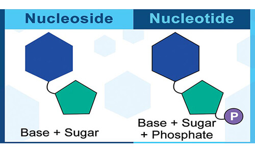 Nucleosides & Nucleotides