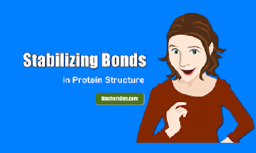 Protein Stabilizers