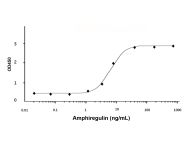 Recombinant Human Amphiregulin Protein(Active)