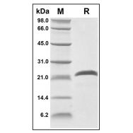 Recombinant Human BMP3 Protein(Active)
