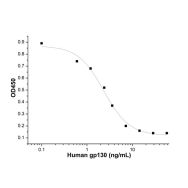Recombinant Human gp130 Protein(Active)