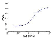 Recombinant Human EGF Protein (rp145392)-Protein Bioactivity
Measured in a cell proliferation assay using BALB/3T3 mouse embryo fibroblasts cell line. The ED50 for this effect is typically <0.9ng/mL.

