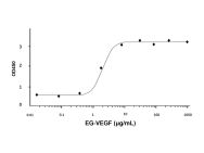 Recombinant Human EG-VEGF Protein(Active)