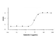 Recombinant Human Galectin 3 Protein(Active)