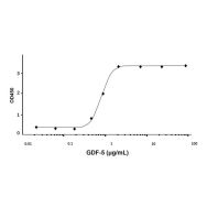 Recombinant Human GDF-5 Protein(Active)