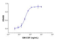 Recombinant Human GM-CSF Protein(Active)
