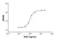 Recombinant Human KGF/FGF-7 Protein (rp148028)-Protein Bioactivity
Measured in a cell proliferation assay using  4MBr‑5 rhesus monkey epithelial cell. The ED50 for this effect is typically <1.38ng/mL.
