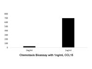Recombinant Human CCL15 Protein(Active)
