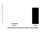 Recombinant Mouse MCP2 Protein(Active)
