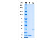 Recombinant MPXV A35R Protein