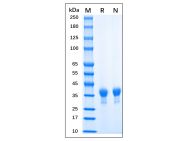 Recombinant MPXV H3L Protein