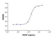 Recombinant Human VEGF Protein(Active)