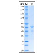 Recombinant Human COX IV Protein