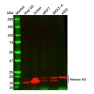 Recombinant Histone H3 Antibody