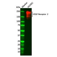 Recombinant VEGF Receptor 2 Antibody