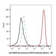 Recombinant EGFR Antibody (Biotin)