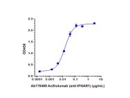 Anifrolumab (anti-IFNAR1)