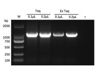 Recombinant Taq DNA Polymerase Protein