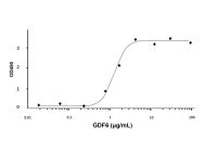 Recombinant Human GDF6 Protein(Active)